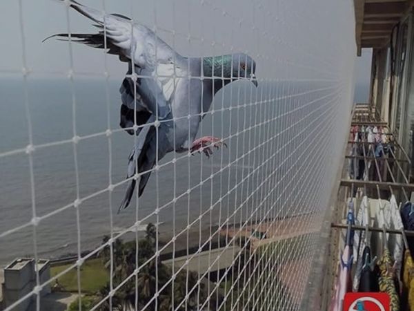 Bird Netting Installation Process