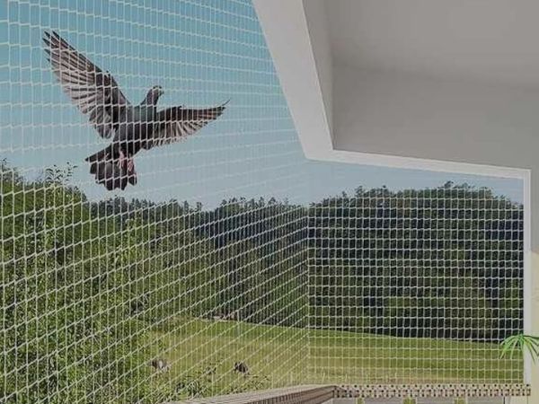 Bird Netting Service