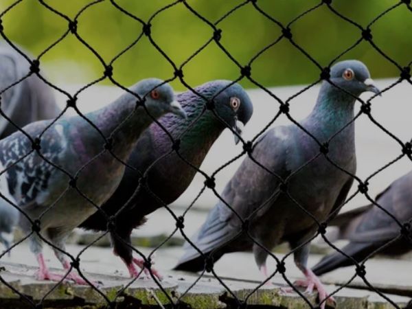 Pigeon Net Service